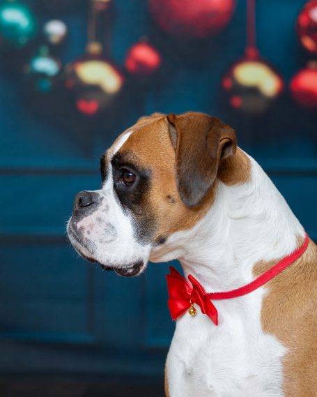 A Bull dog in front of a blue fancy wall.