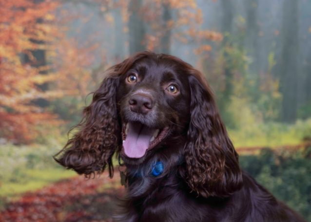 A happy brown spaniel smiles infront of a forest backdrop.